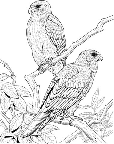 Falcons On The Tree Coloring Page